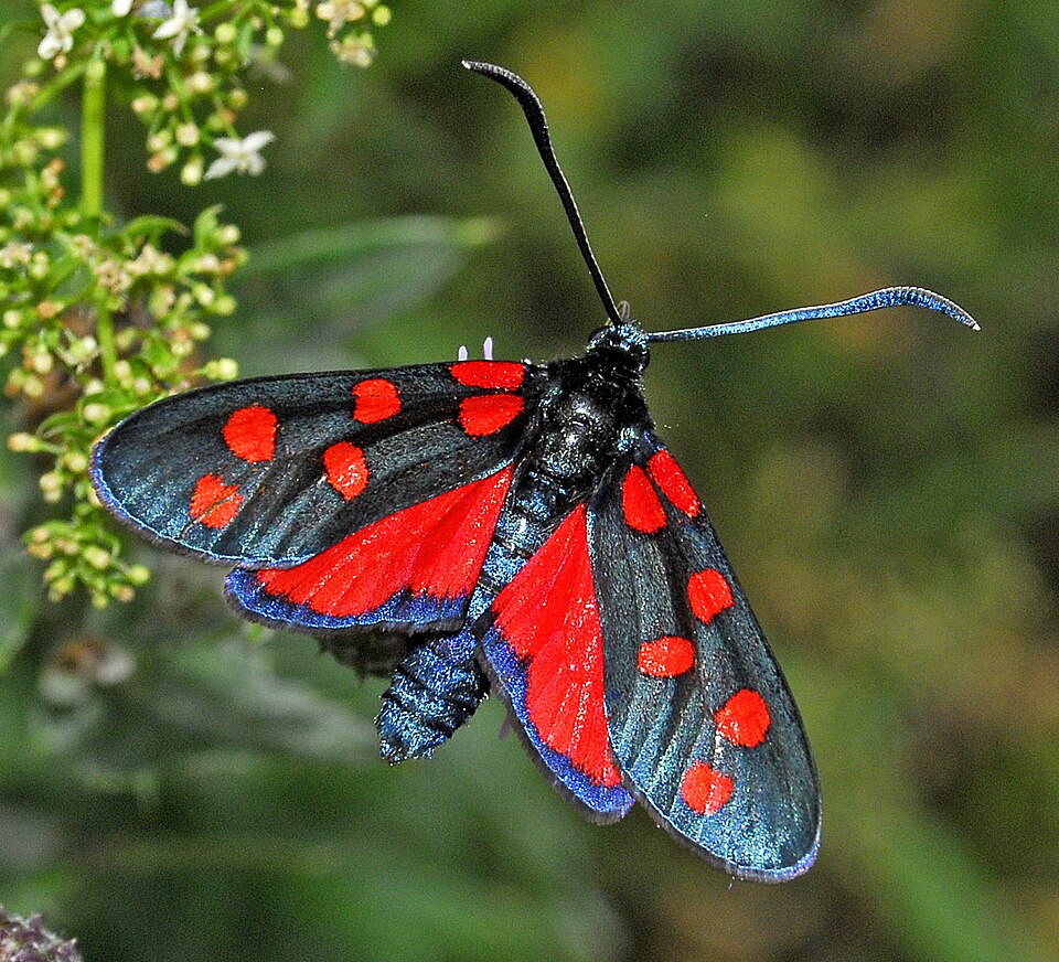Photo of Transalpine burnet moth
