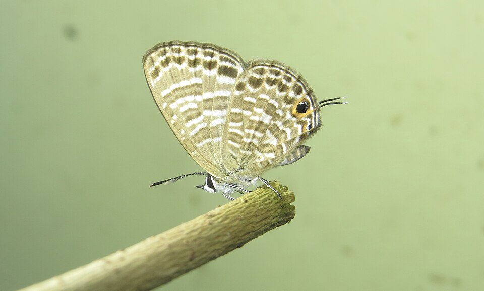 Photo of Transparent 6-line blue