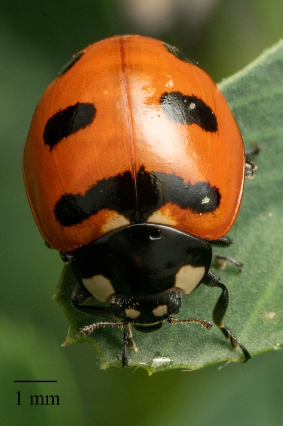 Photo of Transverse lady beetle
