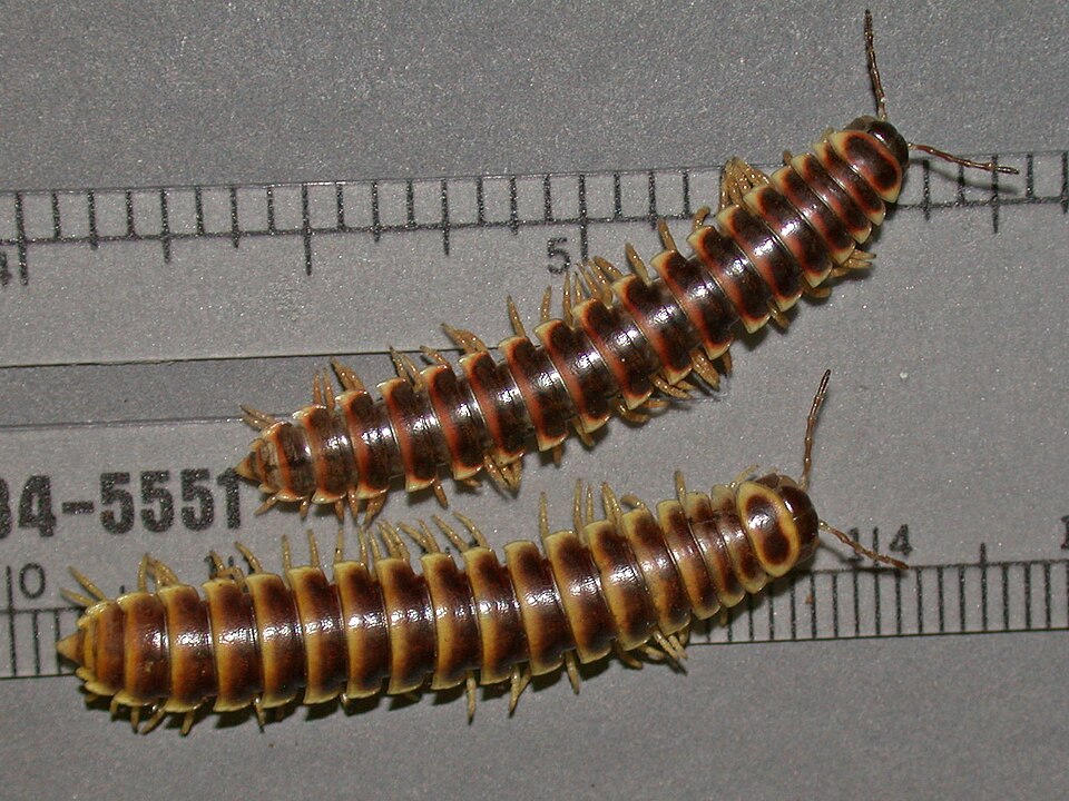 Photo of Traveling cherry millipede