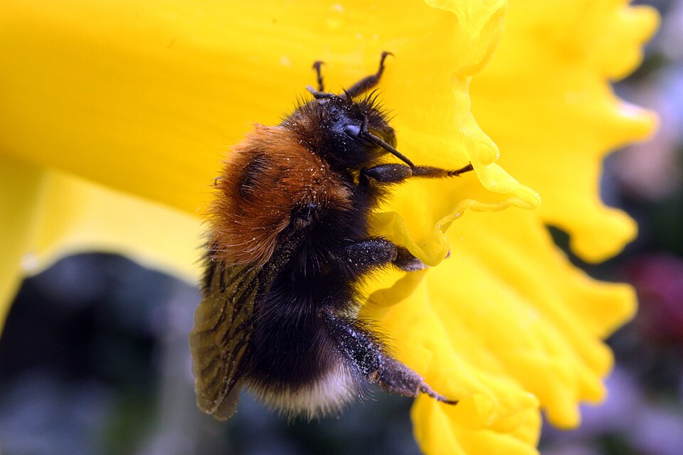 Photo of Tree bumblebee