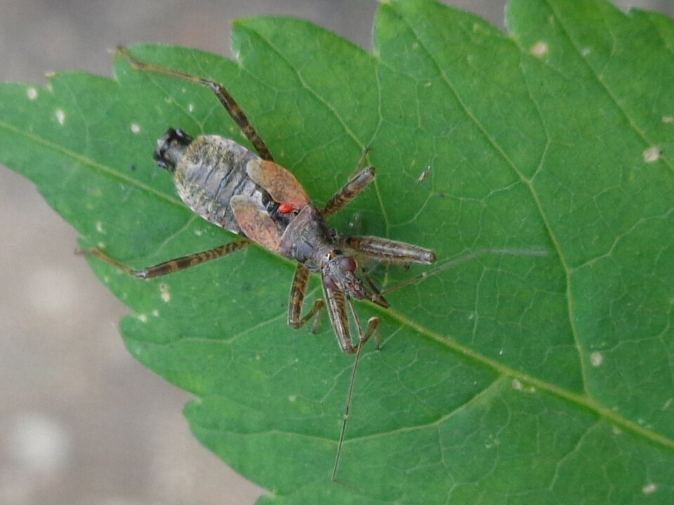 Photo of Tree damsel bug