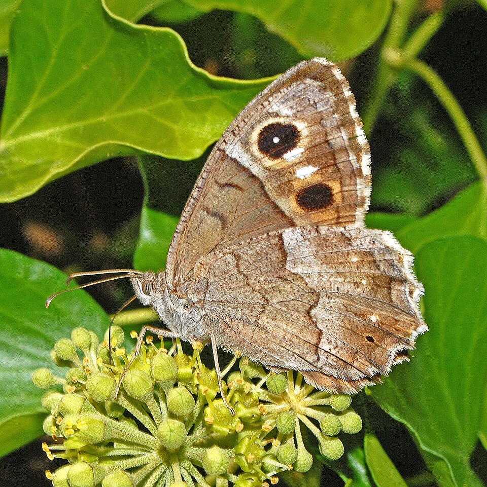 Photo of Tree grayling