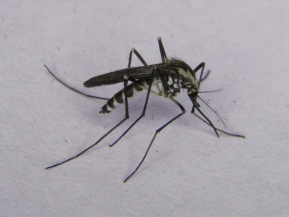 Photo of Tree hole mosquito