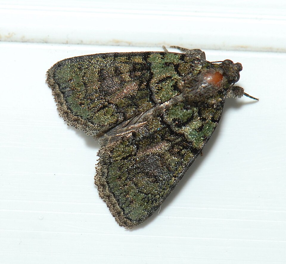 Photo of Tree-lichen beauty