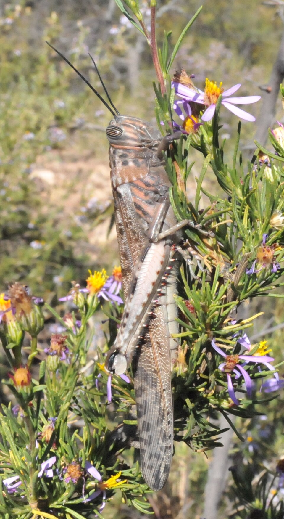 Photo of Tree locust