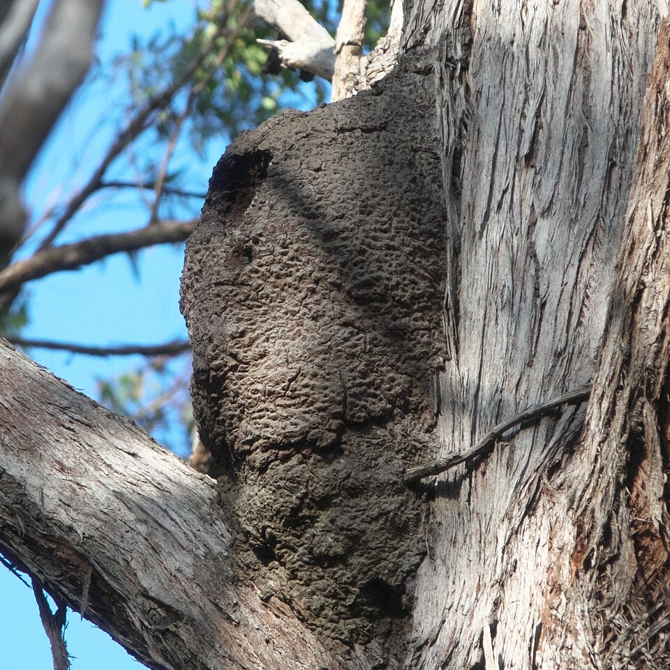 Photo of Tree termite