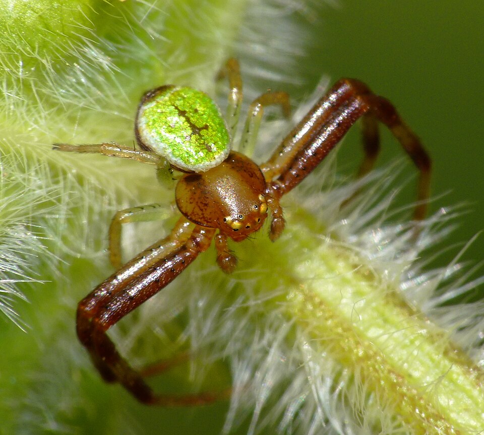 Photo of Triangle crab spider