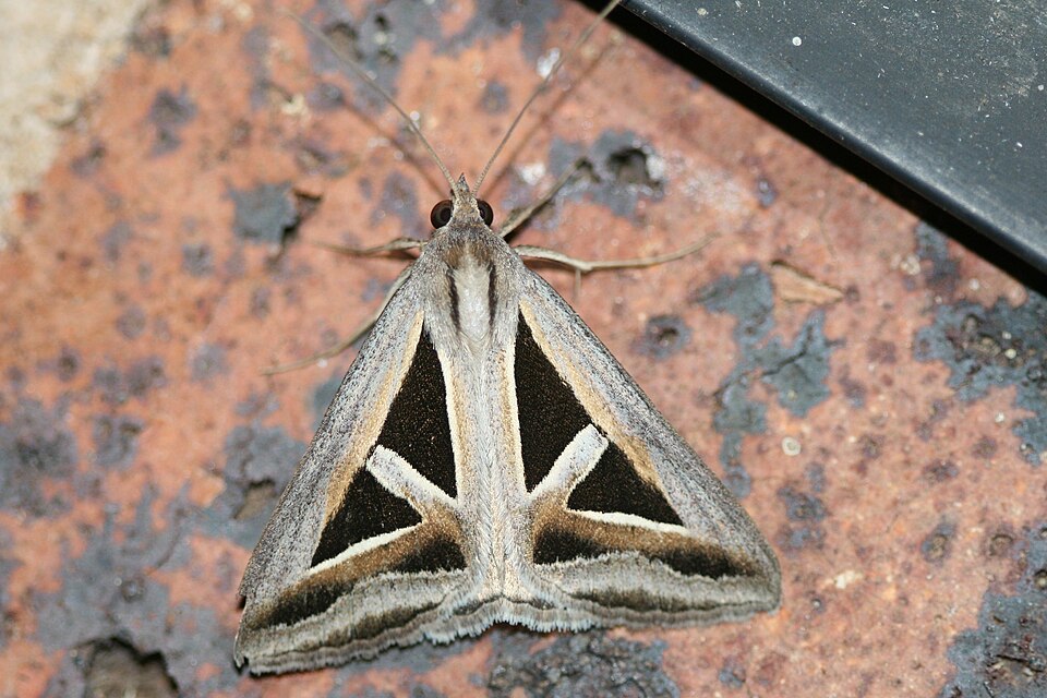 Photo of Triangles