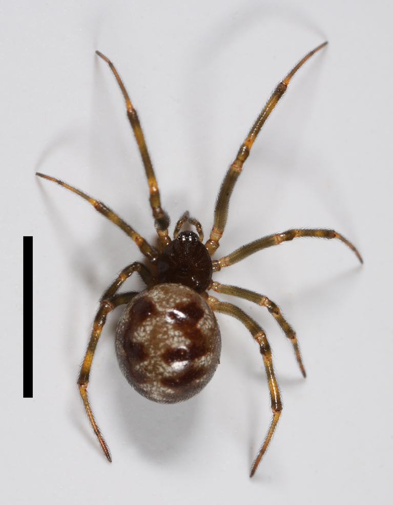 Photo of Triangulate cobweb spider