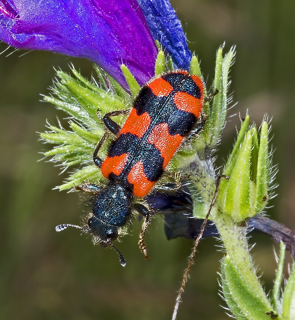 Photo of Bee-eating beetle