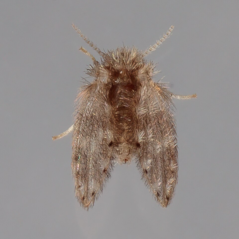 Photo of Trickling filter fly
