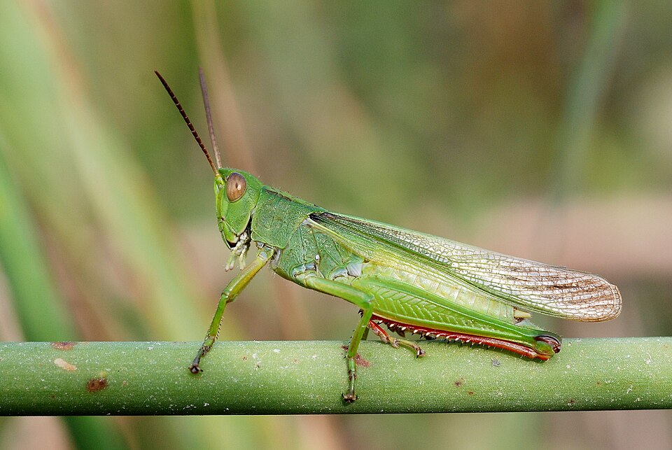 Photo of Tricolor grasshopper