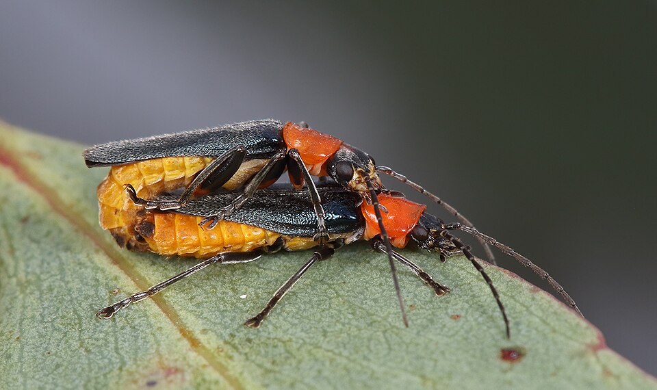 Photo of Tricolor soldier beetle