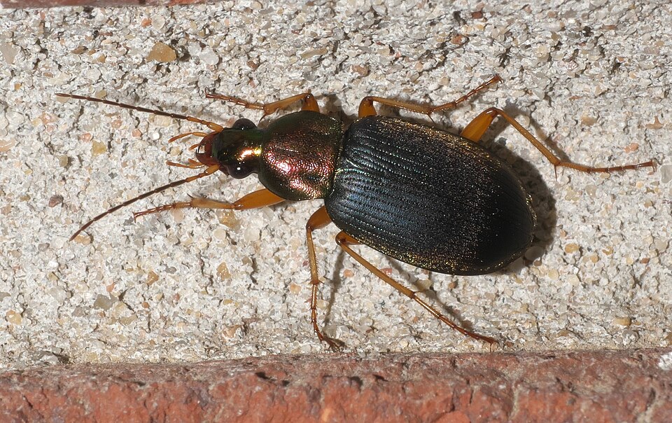 Photo of Tricolored harp ground beetle