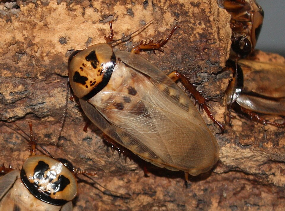 Photo of Trinidad bat-cave roach
