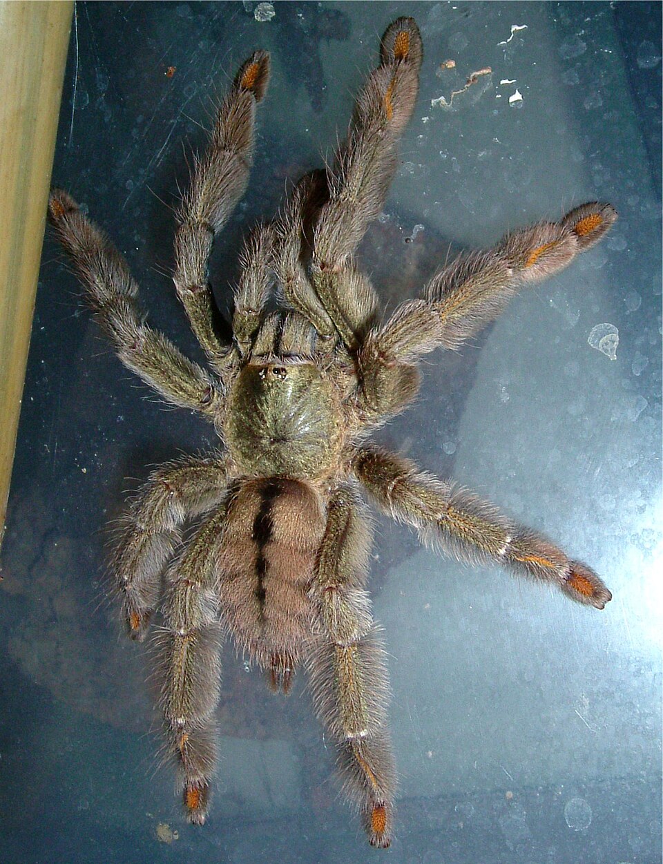 Photo of Trinidad chevron tarantula
