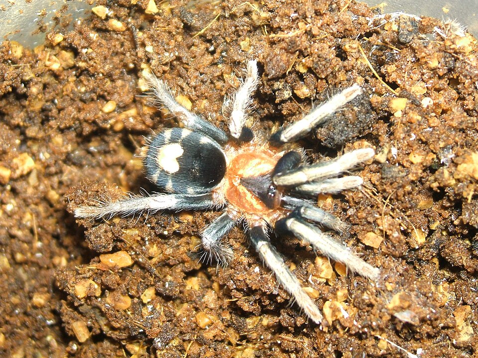 Photo of Trinidad dwarf tiger tarantula