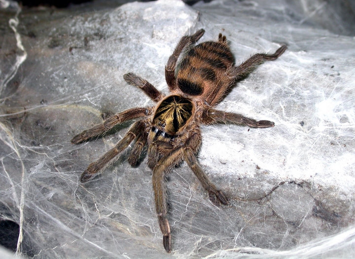 Photo of Trinidad olive tarantula