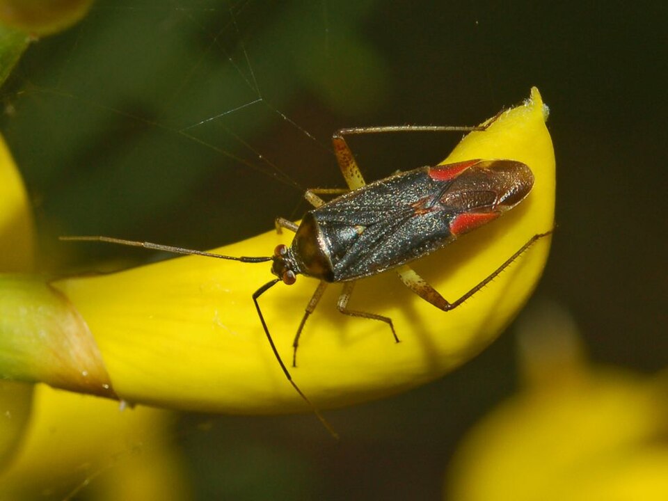 Photo of Trivial plant bug