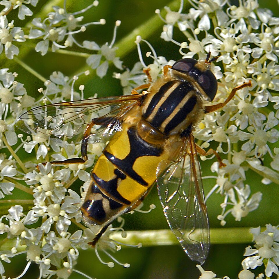 Photo of Trivittate marsh fly