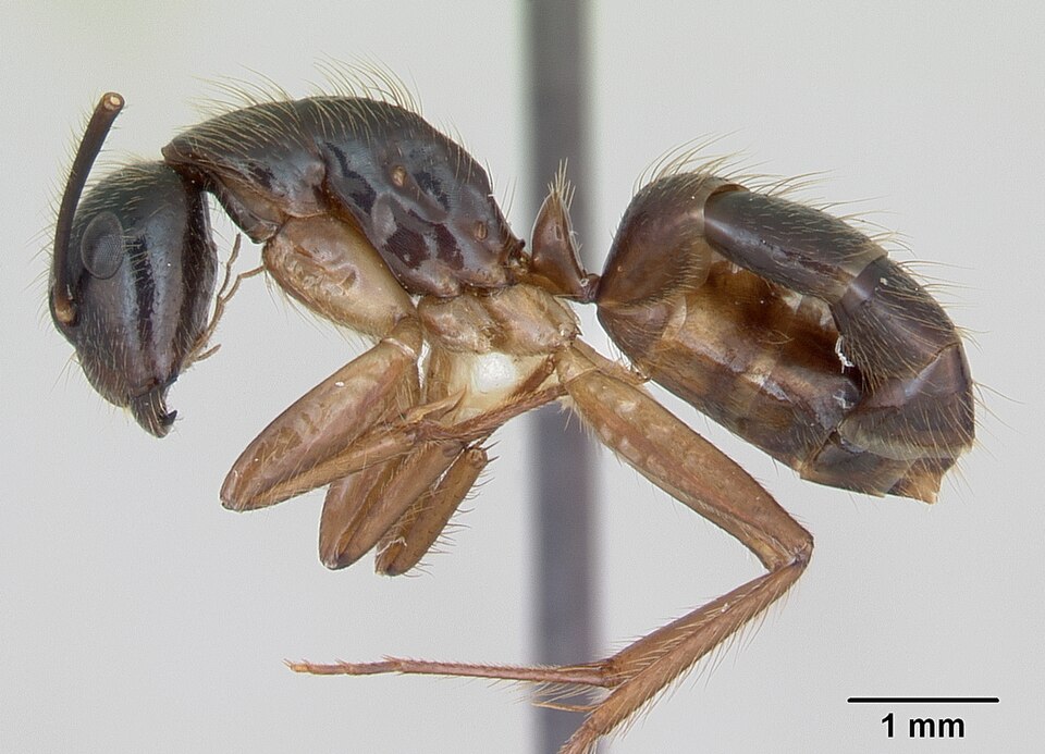 Photo of Tropical carpenter ant