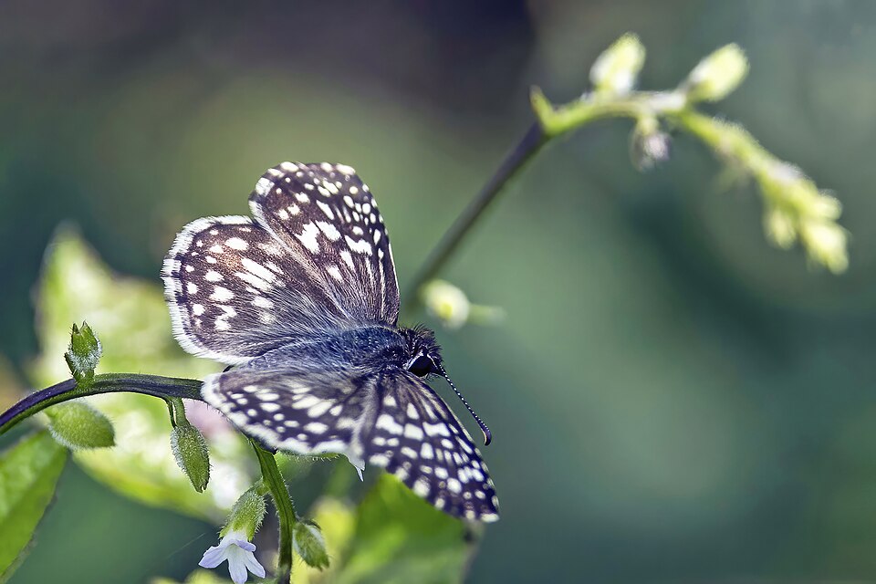 Photo of Tropical checkered-skipper
