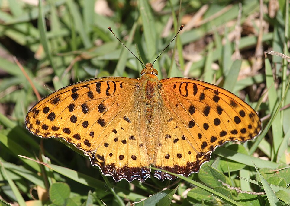 Photo of Tropical fritillary