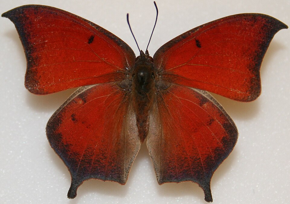 Photo of Tropical leafwing