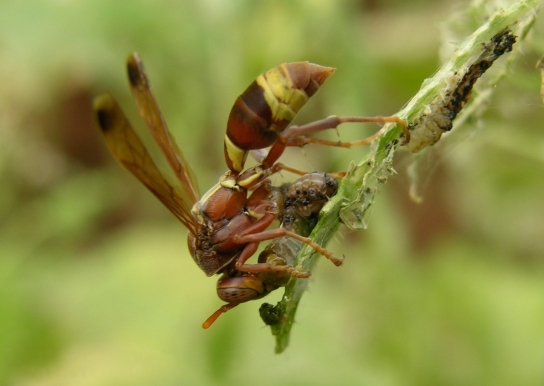 Photo of Tropical paper wasp