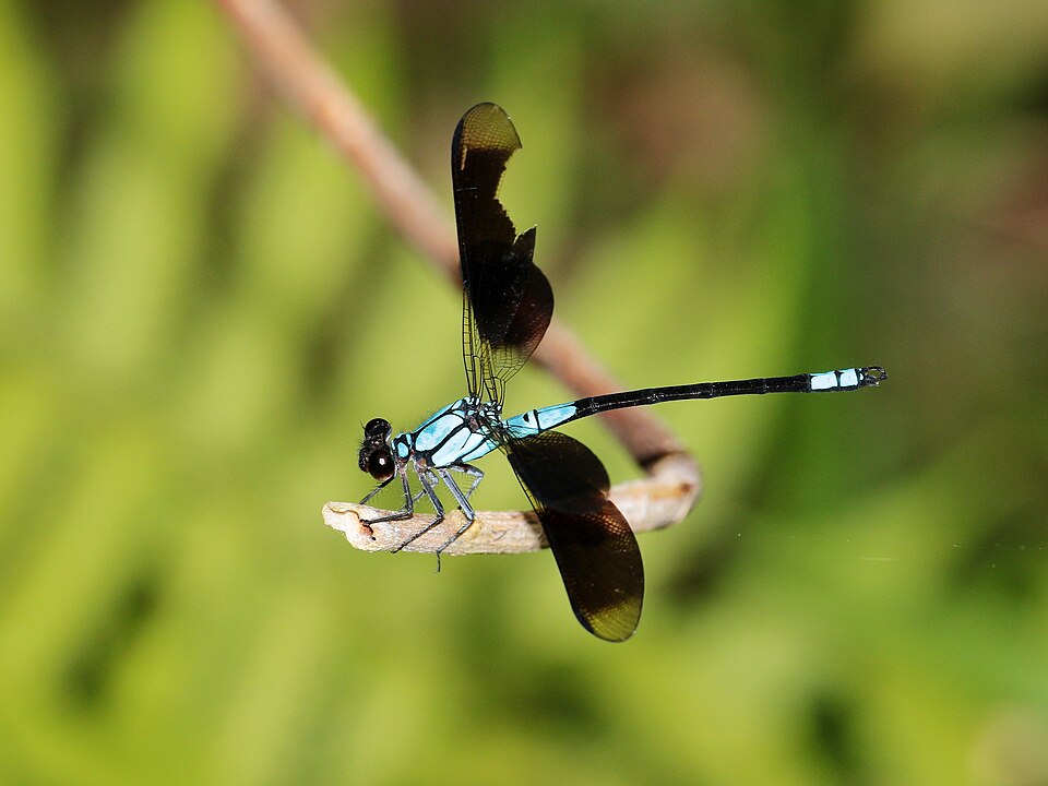 Photo of Tropical rockmaster