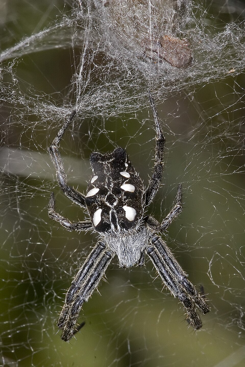 Photo of Tropical tent-web spider