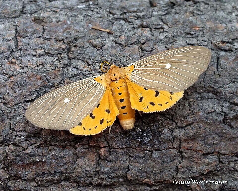 Photo of Tropical tiger moth