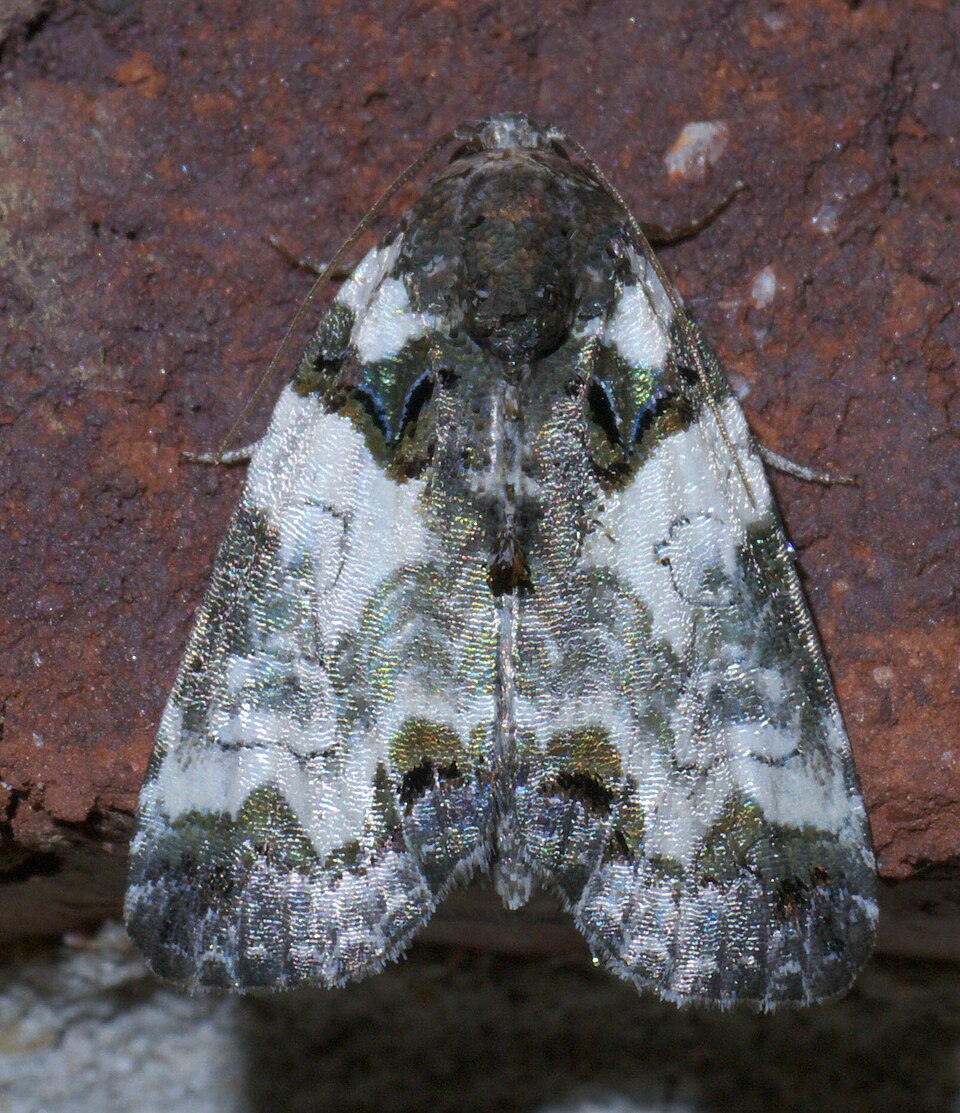 Photo of Tufted bird-dropping moth