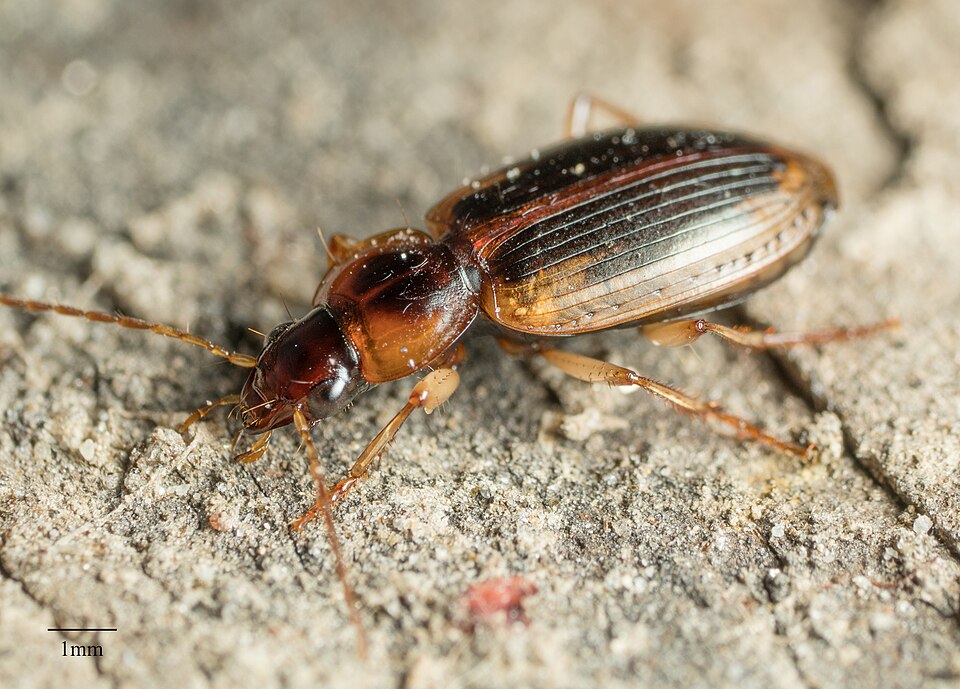 Photo of Tule beetle