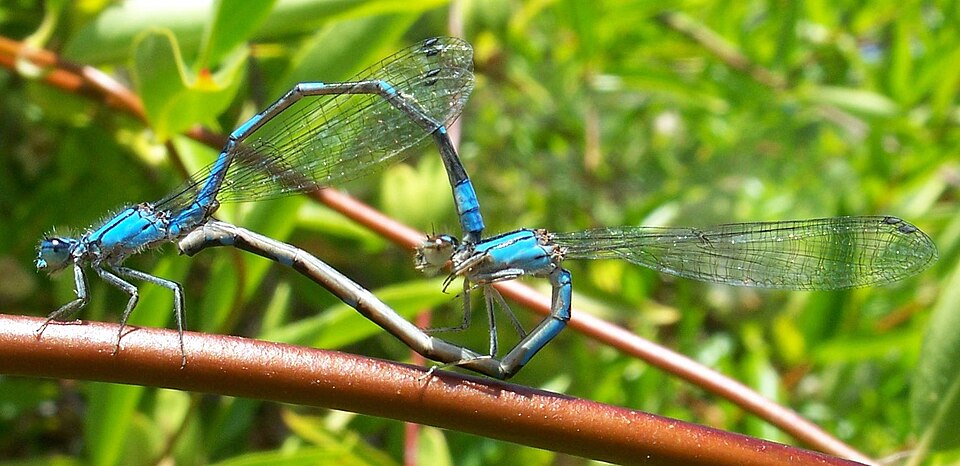 Photo of Tule bluet