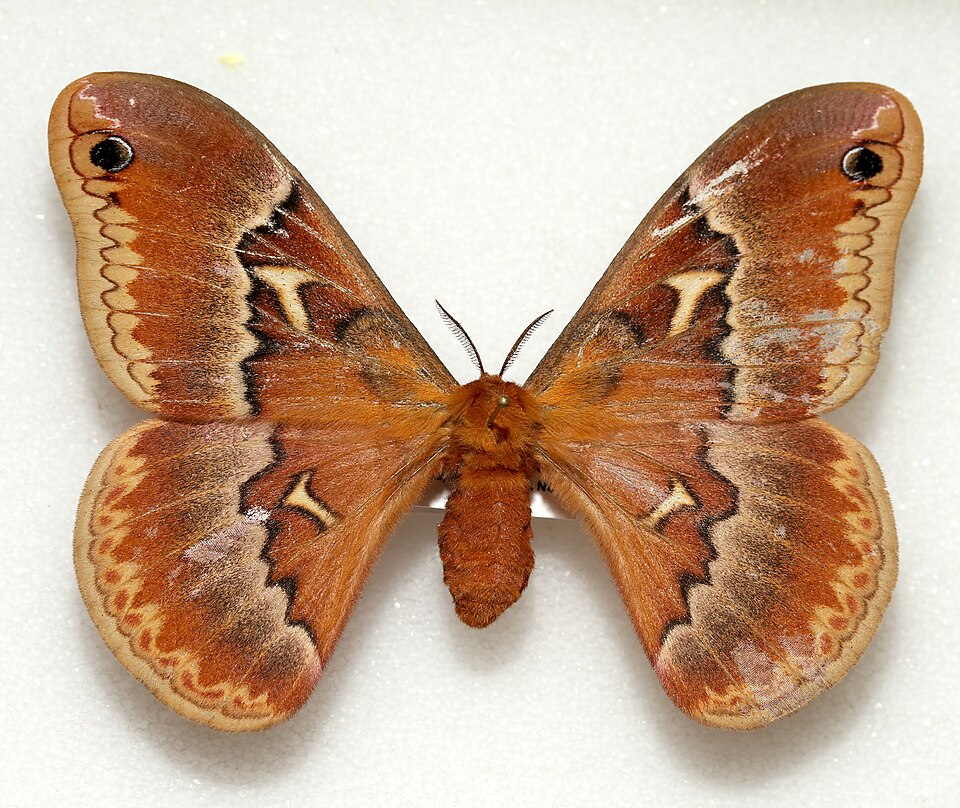 Photo of Tulip-tree silkmoth