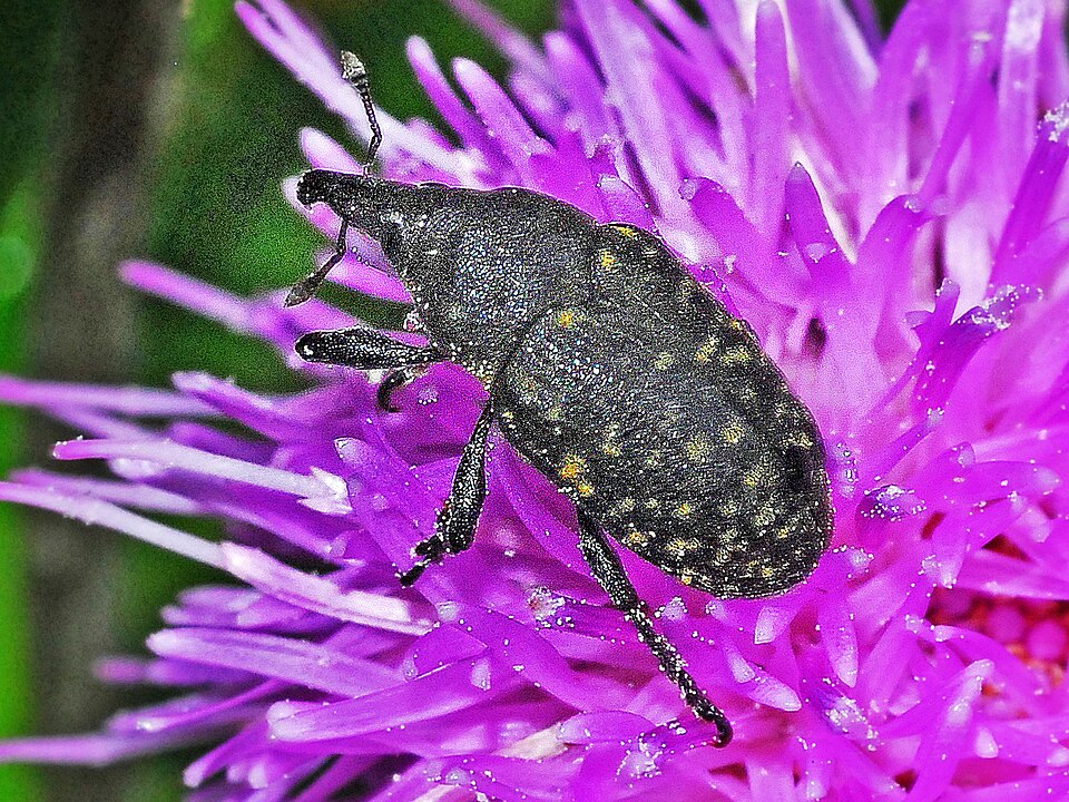 Photo of Turbine cylindrical weevil
