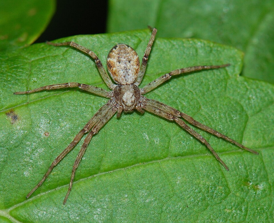 Photo of Turf running spider