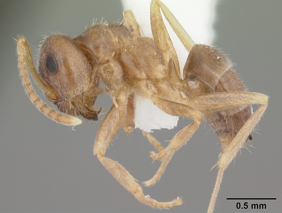 Photo of Turfgrass ant