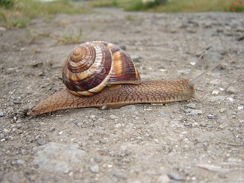Photo of Turkish snail