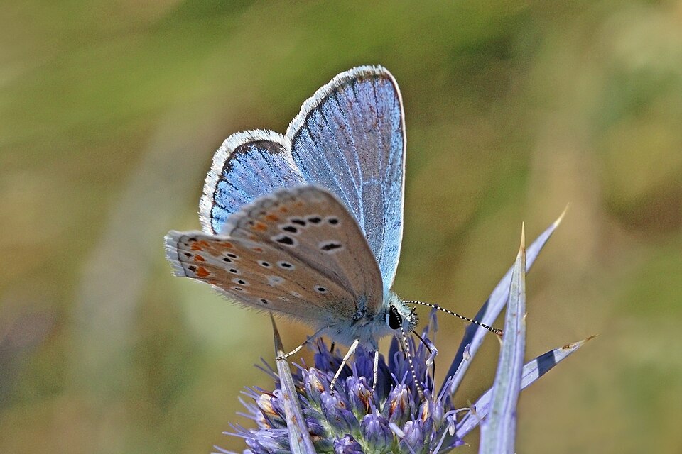Photo of Turquoise blue