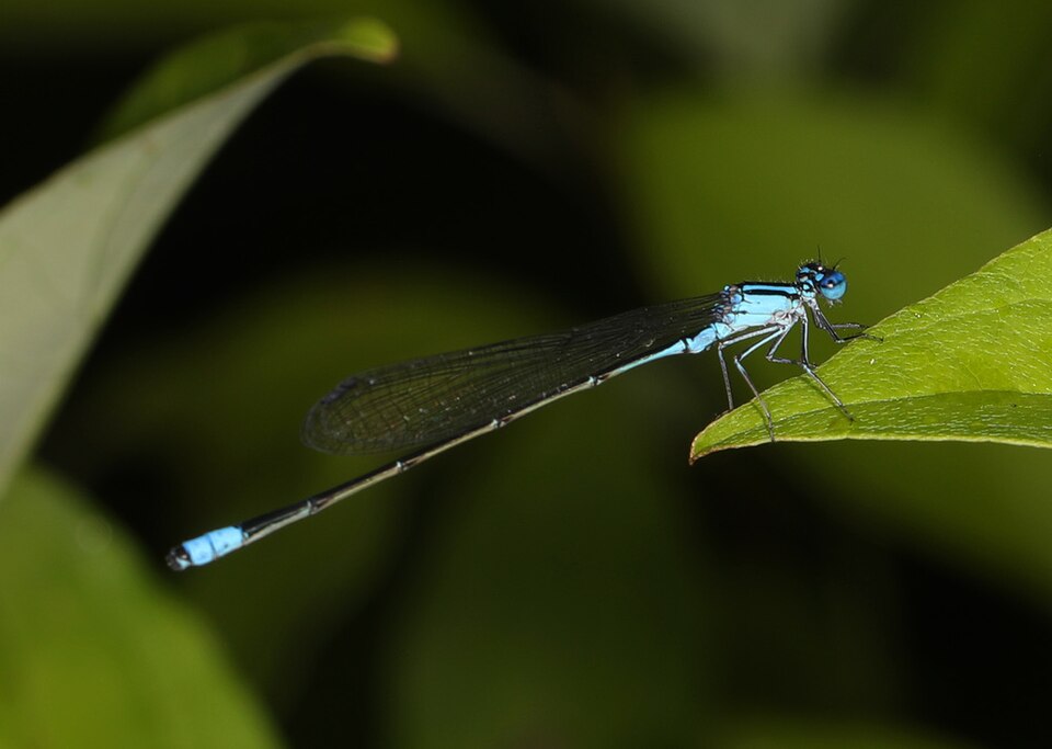 Photo of Turquoise bluet