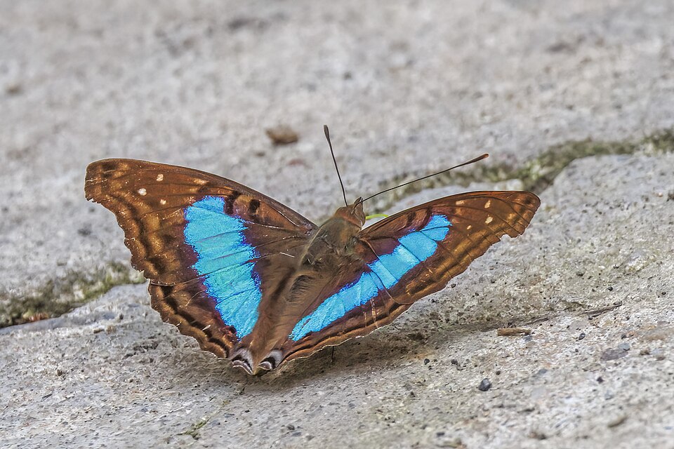 Photo of Turquoise emperor