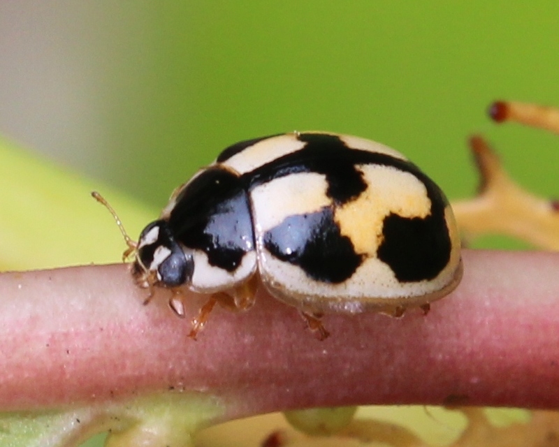 Photo of Turtle vein lady beetle