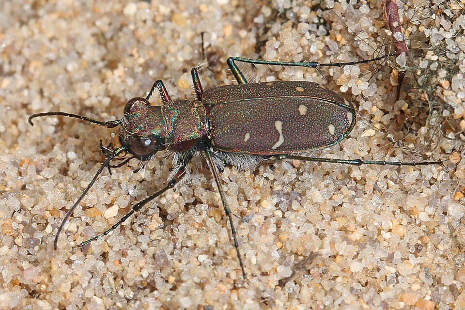 Photo of Twelve-spotted tiger beetle