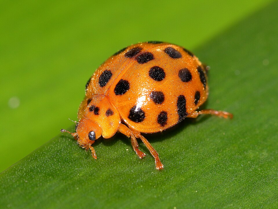Photo of Twenty-eight-spotted potato ladybird