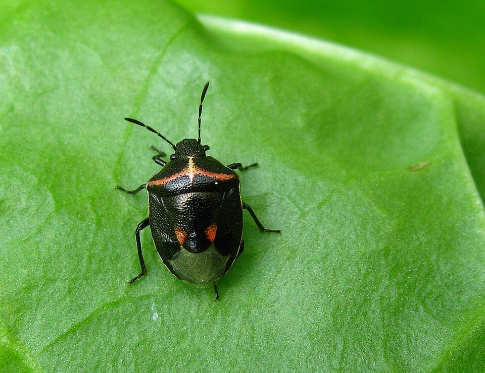 Photo of Twice-stabbed stink bug