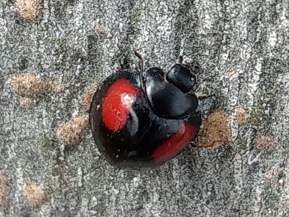 Photo of Twice-struck lady beetle