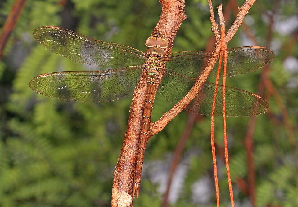 Photo of Twilight darner